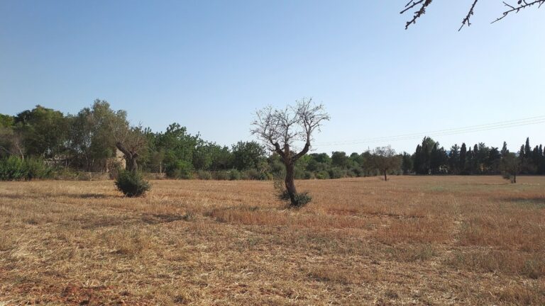 Plot for Sale in Sencelles