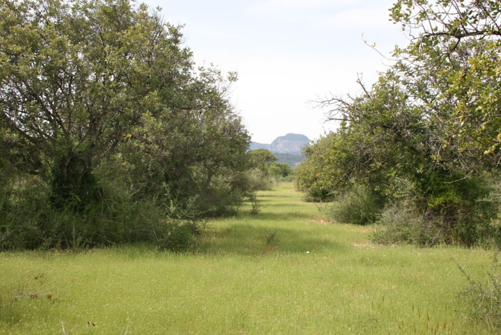 Plot for Sale in Binissalem