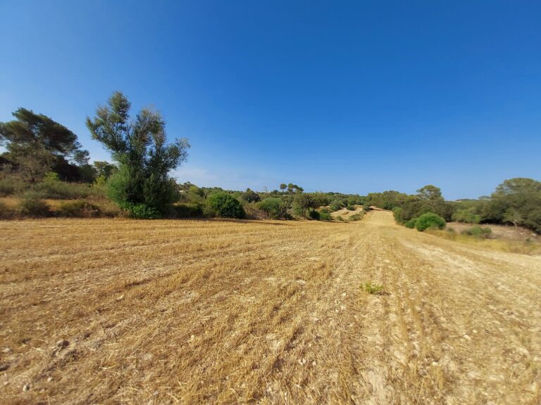 Plot for Sale in Sineu