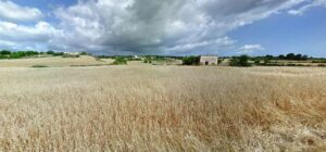 Plot for Sale in Santa Margalida